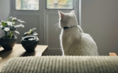 Hello 2026, find me on Instagram, blogging is tedious…